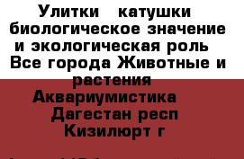 Улитки – катушки: биологическое значение и экологическая роль - Все города Животные и растения » Аквариумистика   . Дагестан респ.,Кизилюрт г.